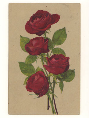 Цветы розы. Цветная открытка. Начало ХХ в. 4727 Размеры 8,9х13,9 см. Прошла почту. Хорошее 