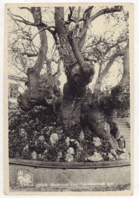 Крым. Никитский сад. Тысячелетний дуб. Довоенная фотооткрытка. 2053 КрымГИЗ. Размеры 9,6х14,2 