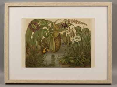 Растительный мир. XIX в. Хромолитография из Энциклопедического словаря Мейера. На нем. яз. 