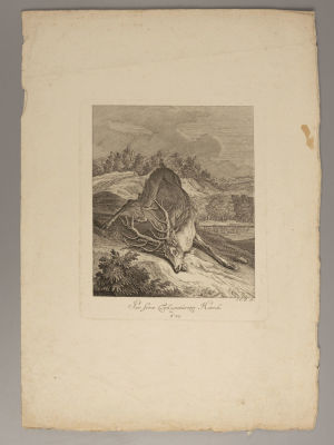 Редингер И. Убитый олень. Гравюра. Размер листа 35,5х25 см. Края потрёпаны, есть загрязнения 