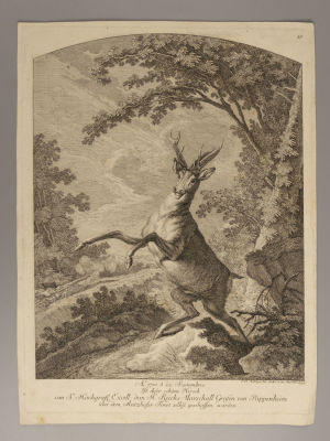 Редингер И. Олень. Гравюра. Размер листа 35х26 см. Края потрёпаны, есть загрязнения, заломы. 