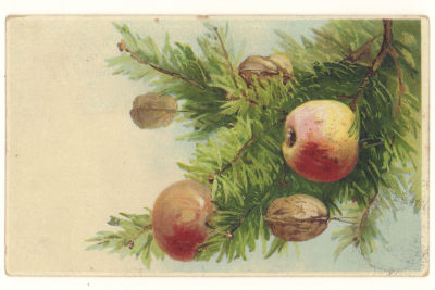 Яблоки и орехи на ёлке. Цветная тисненая поздравительная открытка. Начало ХХв. 3638 Размеры 8 