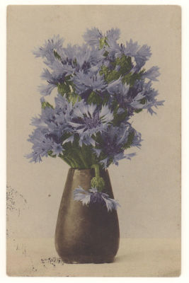 Цветы. Васильки. Цветная открытка. Германия. Начало ХХв. 3679 M.Rommel &amp; Co. Stuttgart. 
