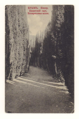 Крым. Импер. Никитский сад. Кипарисовая аллея. Открытка. Начало ХХ в. 3868 Edit E.&amp; K., M 
