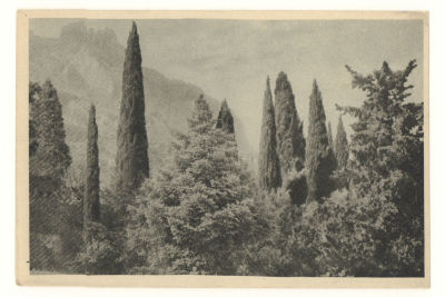 Крым. Верхний парк в Алупке. Довоенная открытка. 3894 КРЫМГОСИЗДАТ, Симферополь. Размеры 14,2х9 