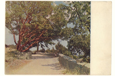 Крым. Аллея в имении Ореанда. Довоенная цветная открытка. 3910 Издание &laquo;ГОЗНАК&raquo; 