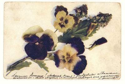 Анютины глазки. Цветная открытка. Начало ХХ в. П-7 B.K.W.I. 745-15. Размеры 13,8х9,0 см. Прошла 