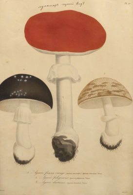 Н/х. Мухоморы. Вторая половина XIX века. Литография с ручной тонировкой. Размер по раме 32х23 см. 
