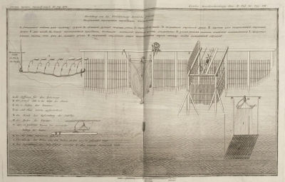 [Из редкого издания] Гмелин С. Г. Изображение перегородни. Т. II. Табл. 36. Стр. 294. 