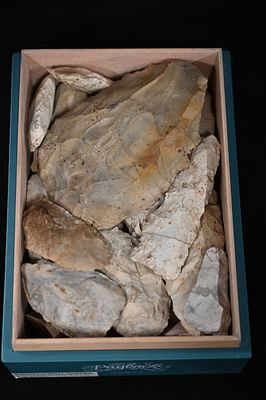 Cigar Box Full of Flint Tools Found in West Central Illinois. Cigar Box measures 10 1/2" x 7 1/2" x