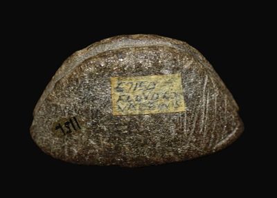 2 1/4" Steatite Boatstone with Cross Ridge Groove found in Floyd County VA. Steatite boatstone 