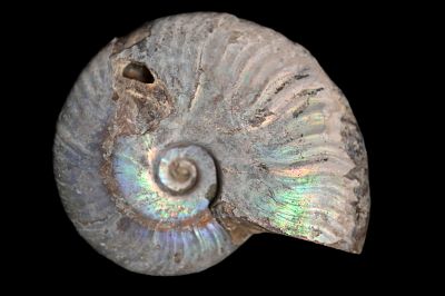 3 3/4" Ammonite Fossil Found in Madagascar 240-66 Million Years Old. Devonian-Cretaceoud 