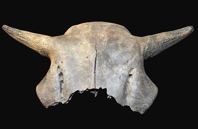 Bison Skull found in SW Iowa. Measures 16 1/2" Wide from tip to tip Condition: Ancient Authentic