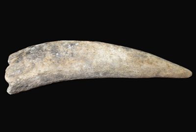 5 1/4 Inch Fossil Irish Elk Antler Tine Europe - Megaloceros Giganteus. Fossil antler tine 