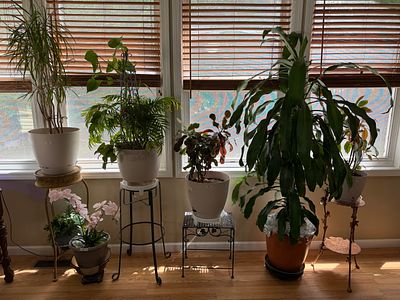 Plants, Plants & More Plants!. A fine grouping of plants, planters and plant stands. Buying all 