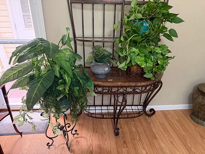 Plants, Plants & More Plants Again!. Buying all the plants, planters and plant stands on or next 