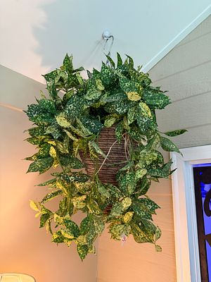 Three Hanging Artificial Plants. Buying all three for one money. See photos!