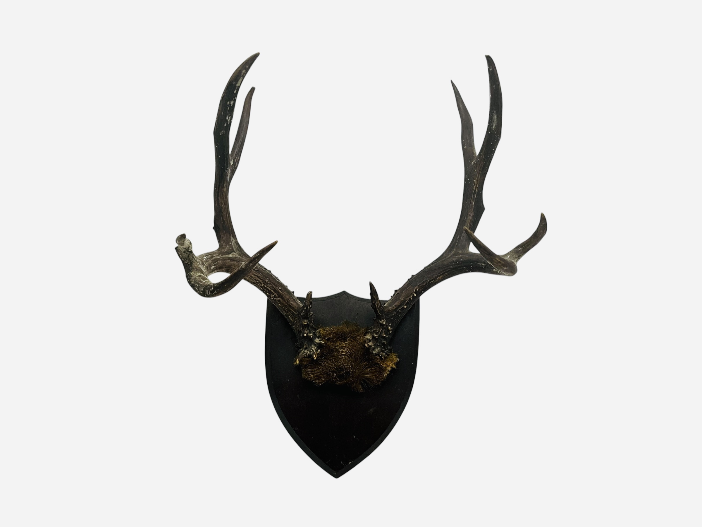 Whitetail 10 Point Antler Wood Plaque Taxidermy Mount Trophy