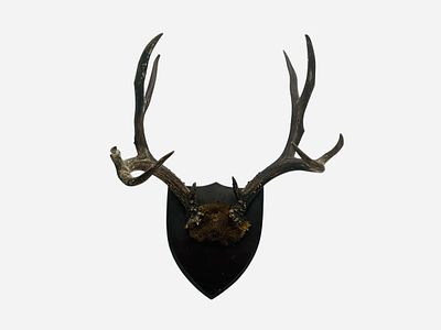 Whitetail 10 Point Antler Wood Plaque Taxidermy Mount Trophy. Good condition. 10 inch spread.