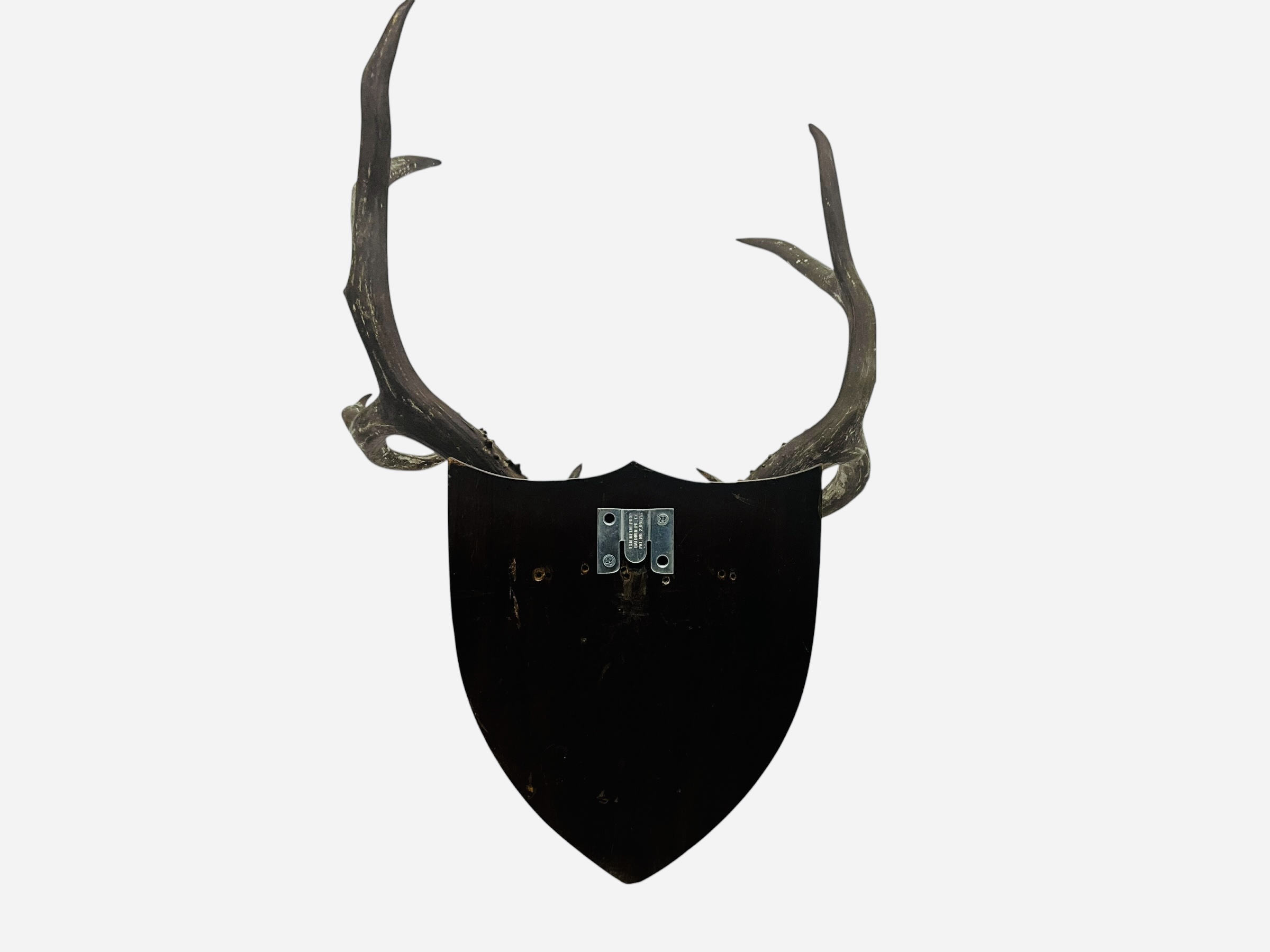 Whitetail 10 Point Antler Wood Plaque Taxidermy Mount Trophy