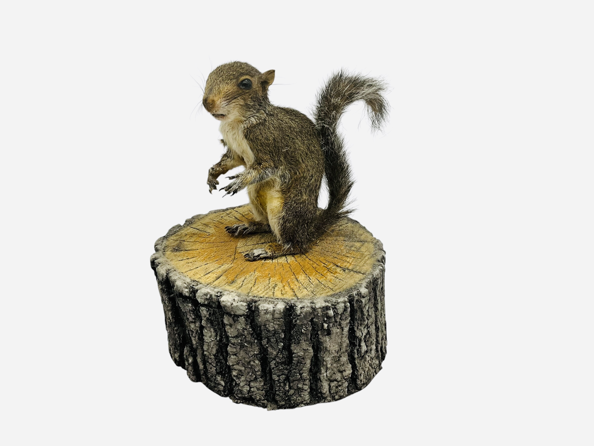 Mounted Taxidermy Wildlife Squirrel