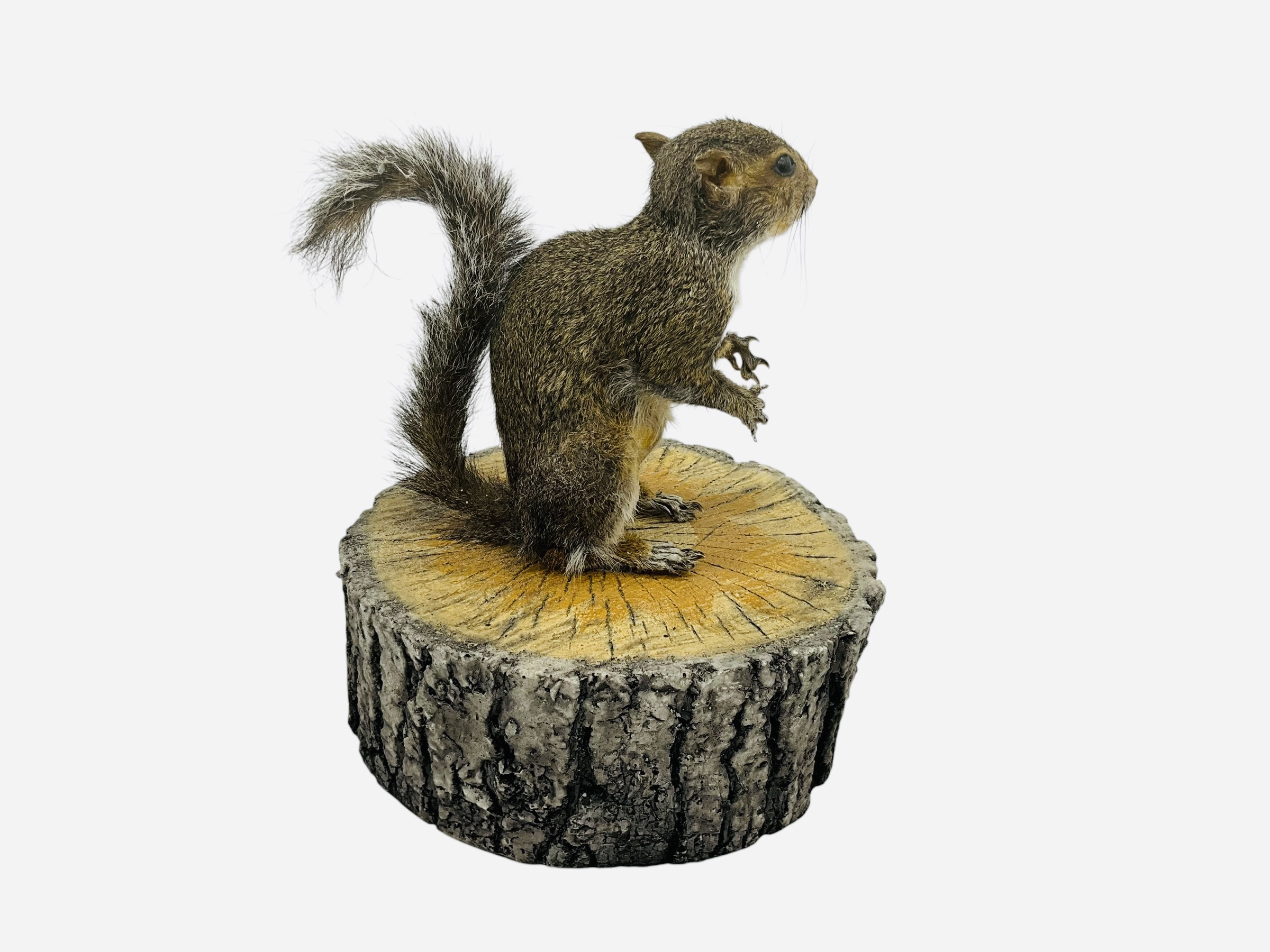Mounted Taxidermy Wildlife Squirrel