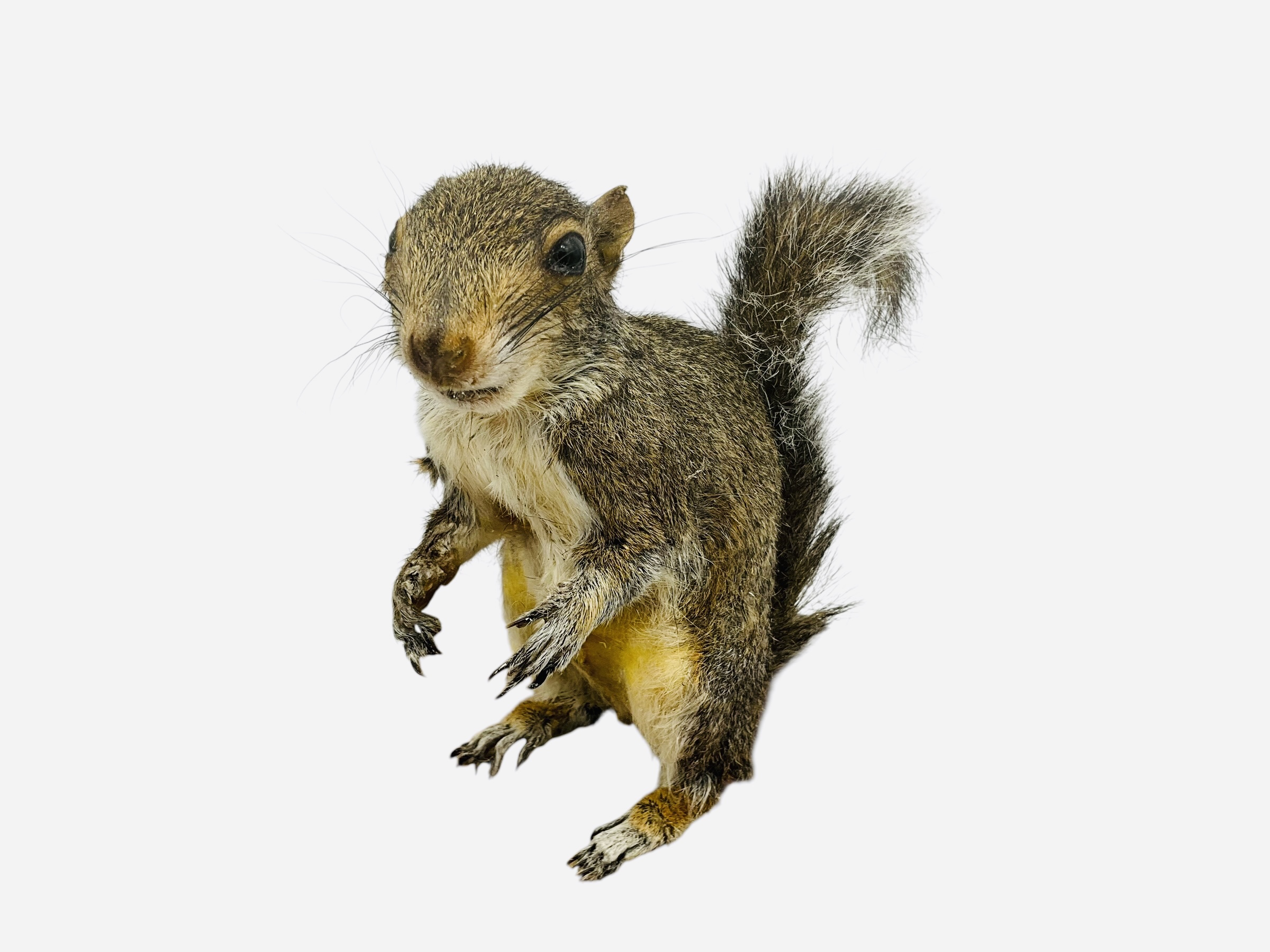 Mounted Taxidermy Wildlife Squirrel
