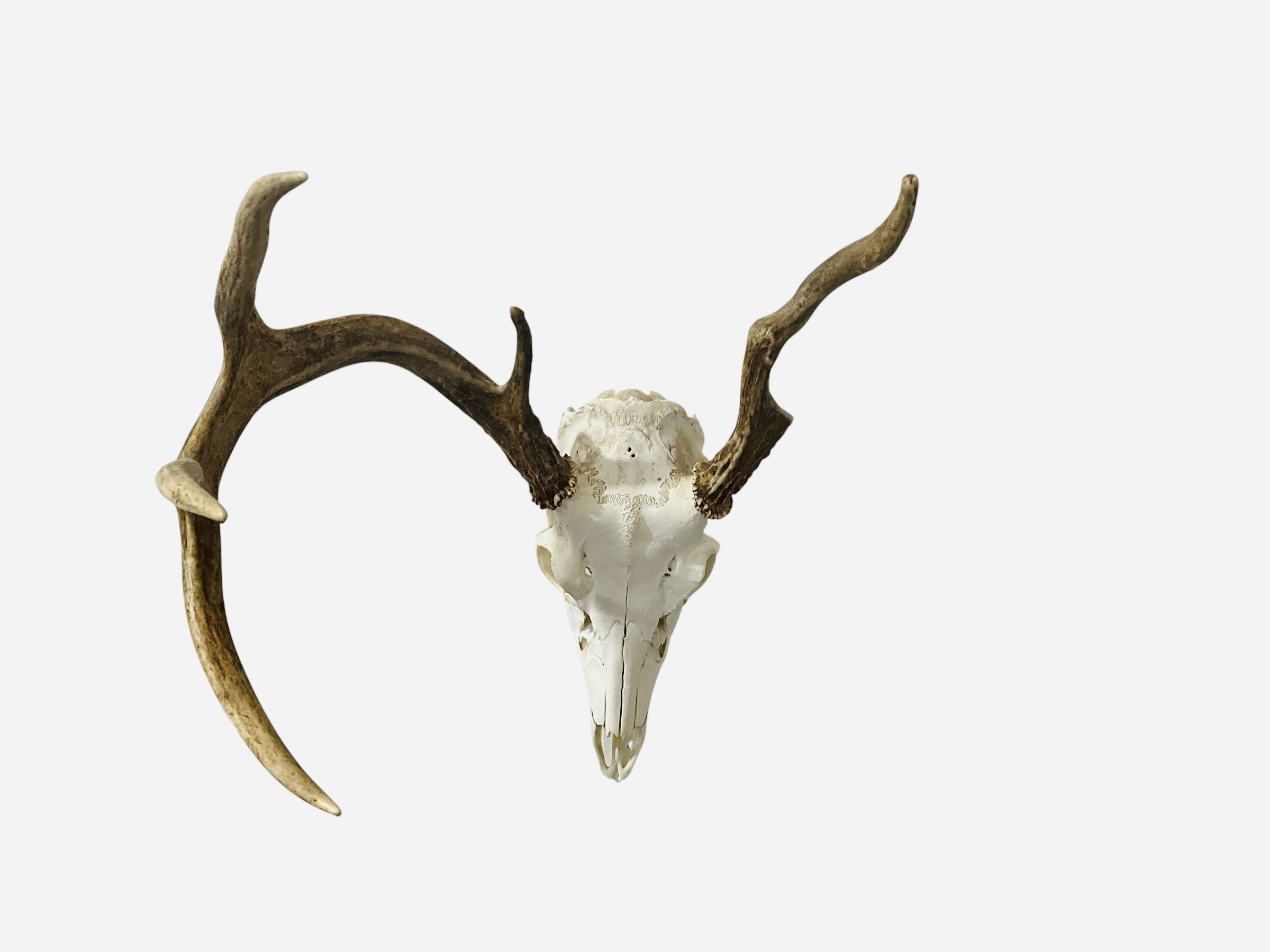 Authentic Deer Skull Unusual Deformed Rack