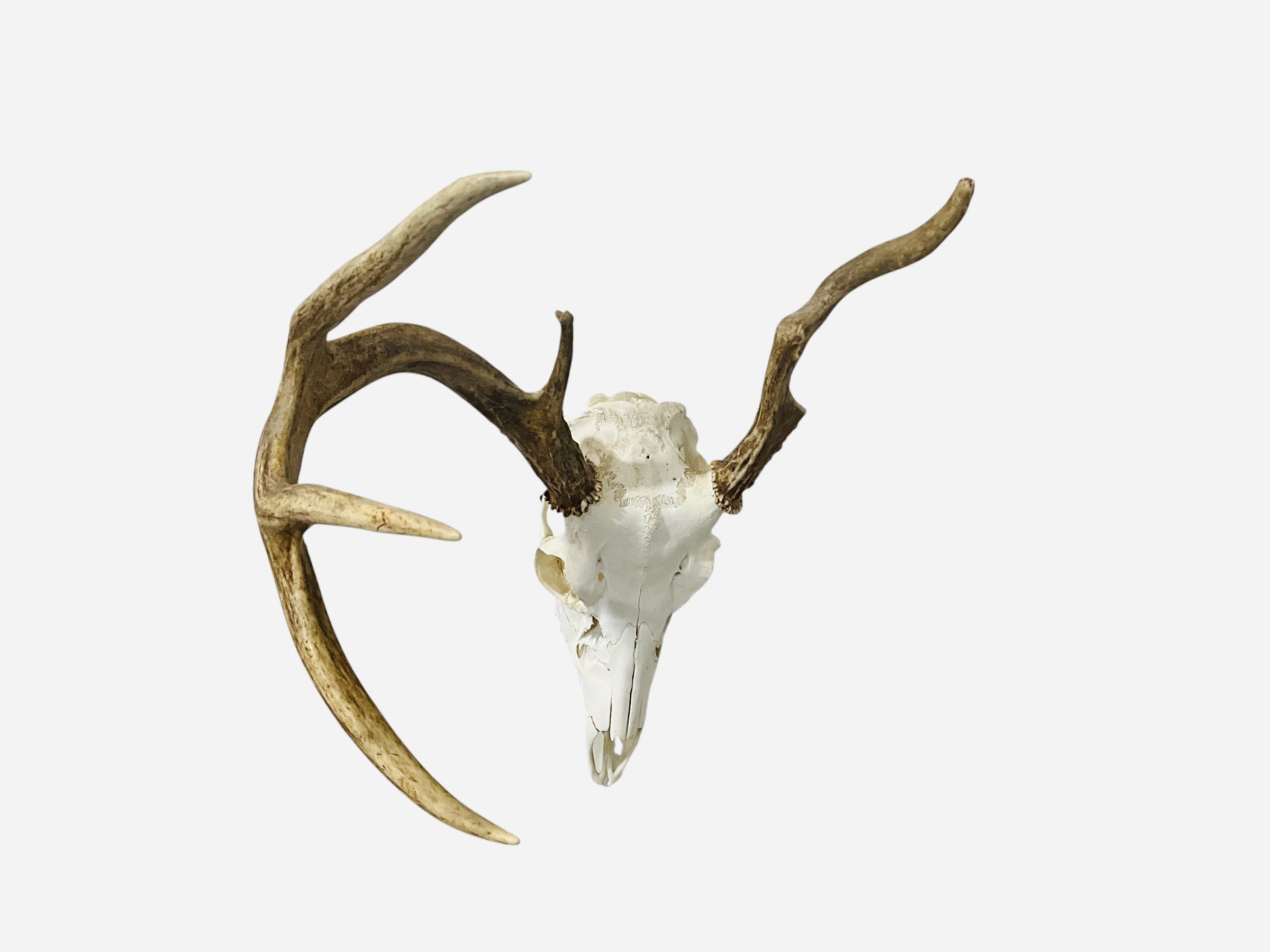 Authentic Deer Skull Unusual Deformed Rack