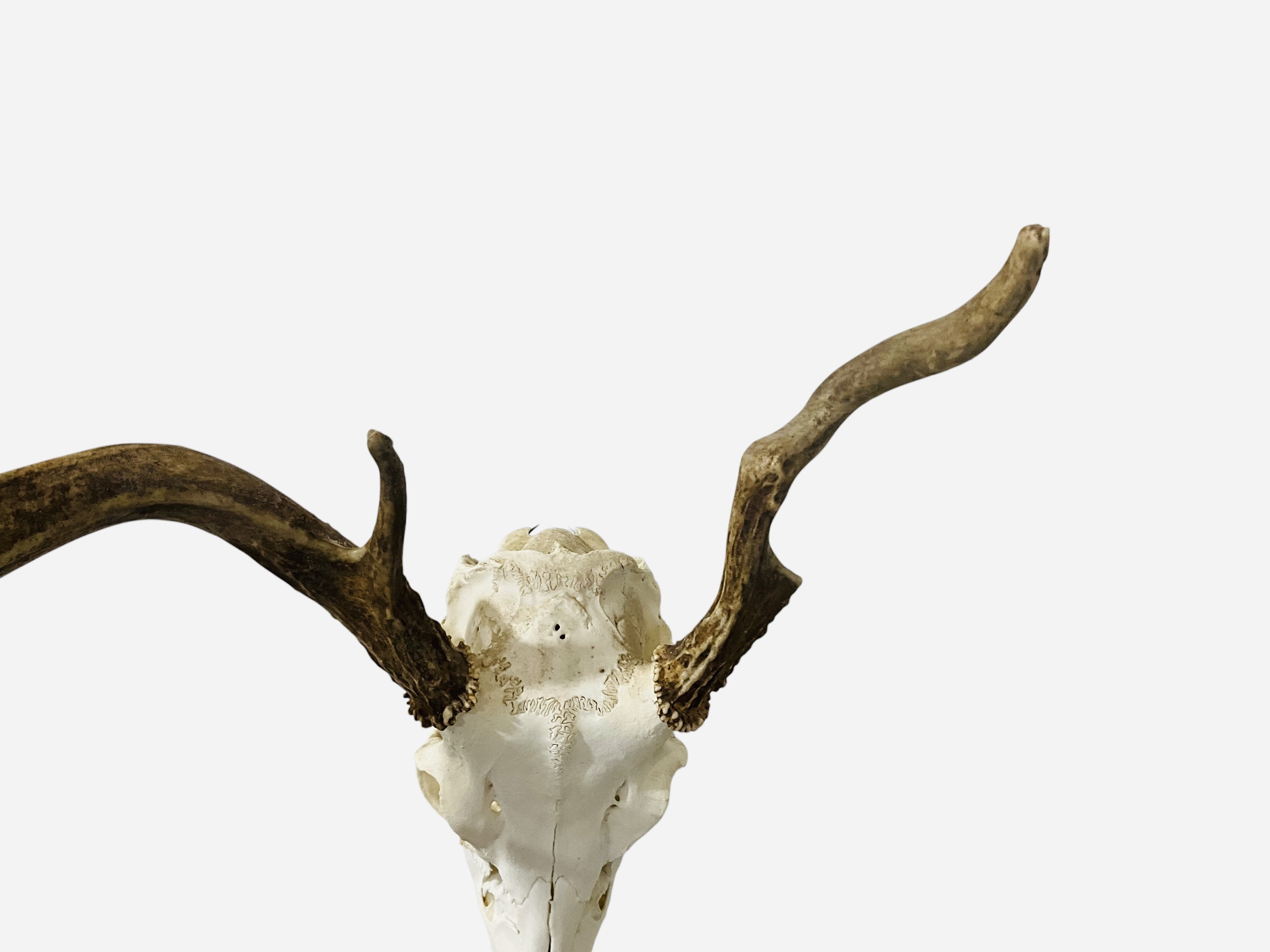 Authentic Deer Skull Unusual Deformed Rack