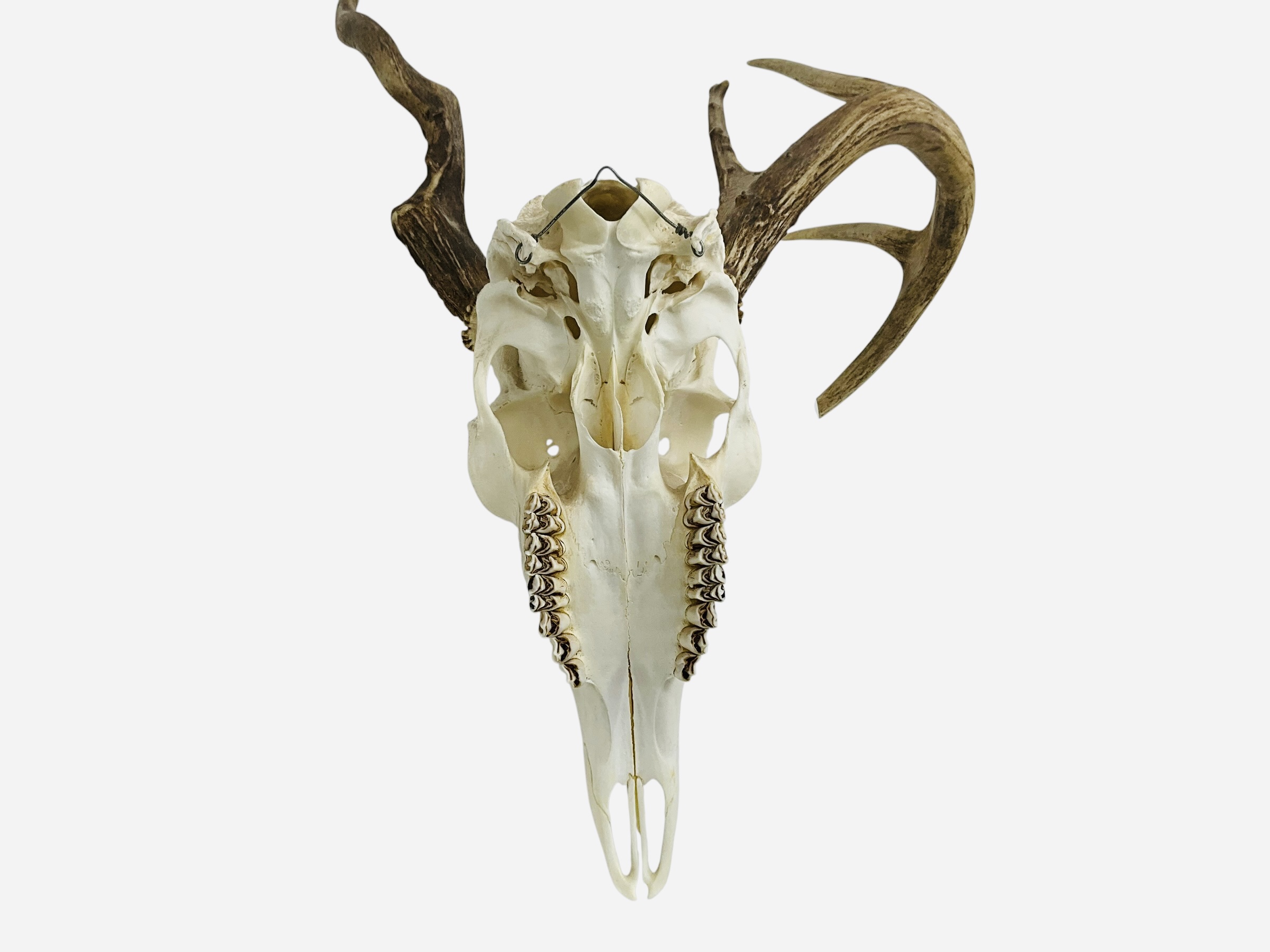 Authentic Deer Skull Unusual Deformed Rack