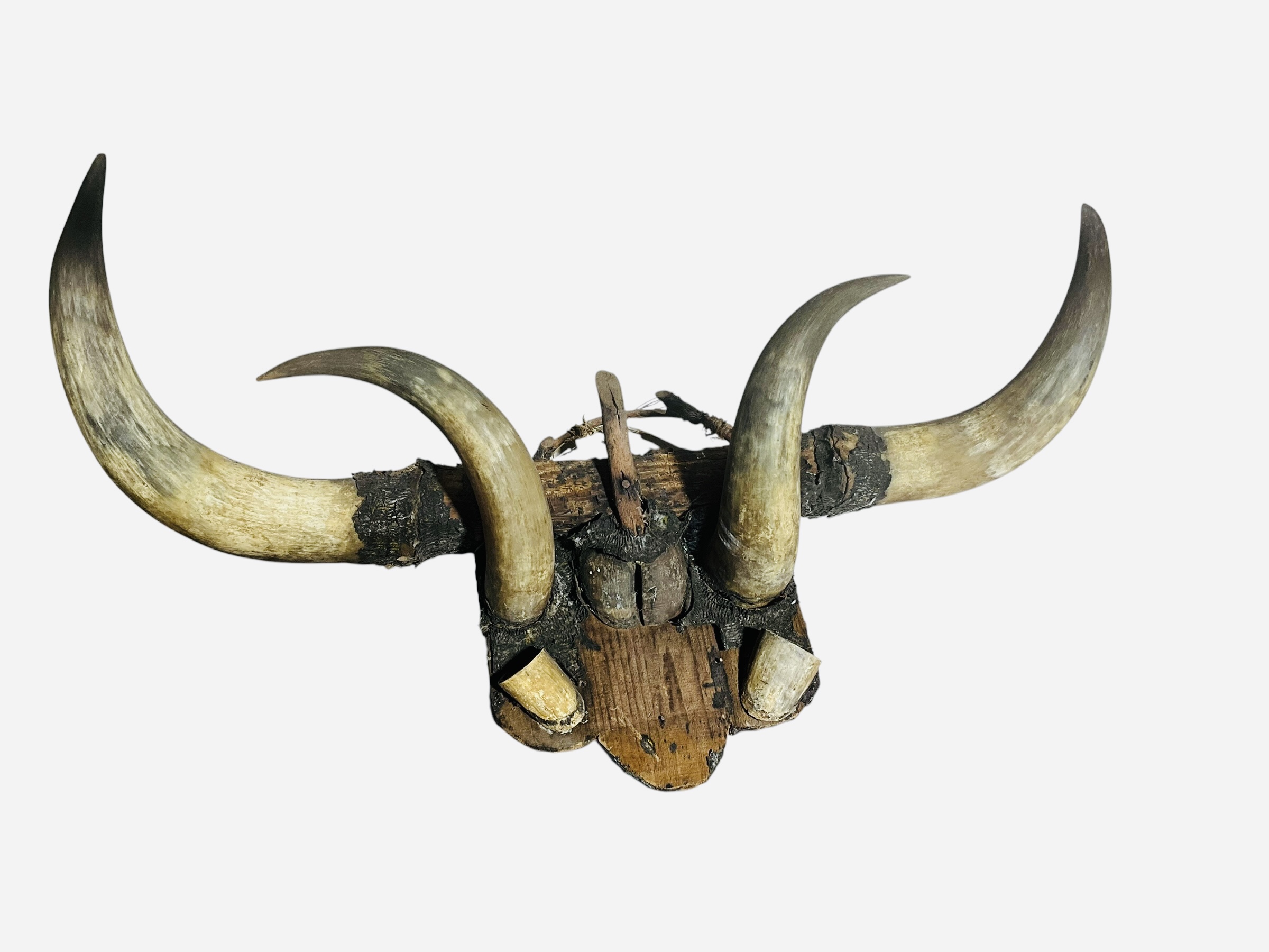 Primitive Bull Horn Wall Mount