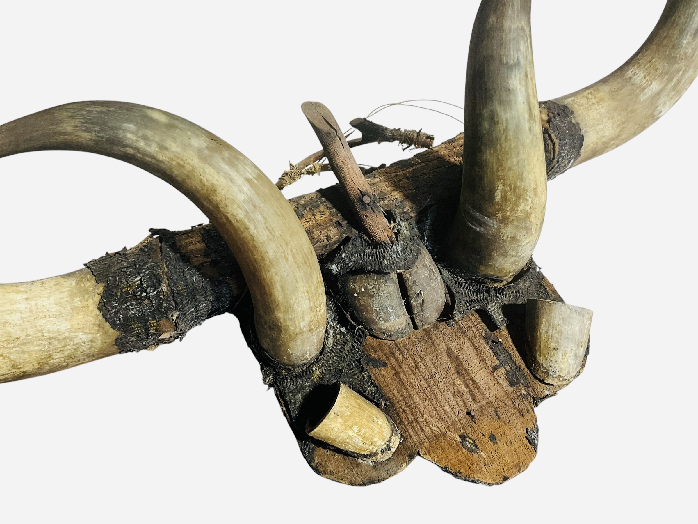 Primitive Bull Horn Wall Mount