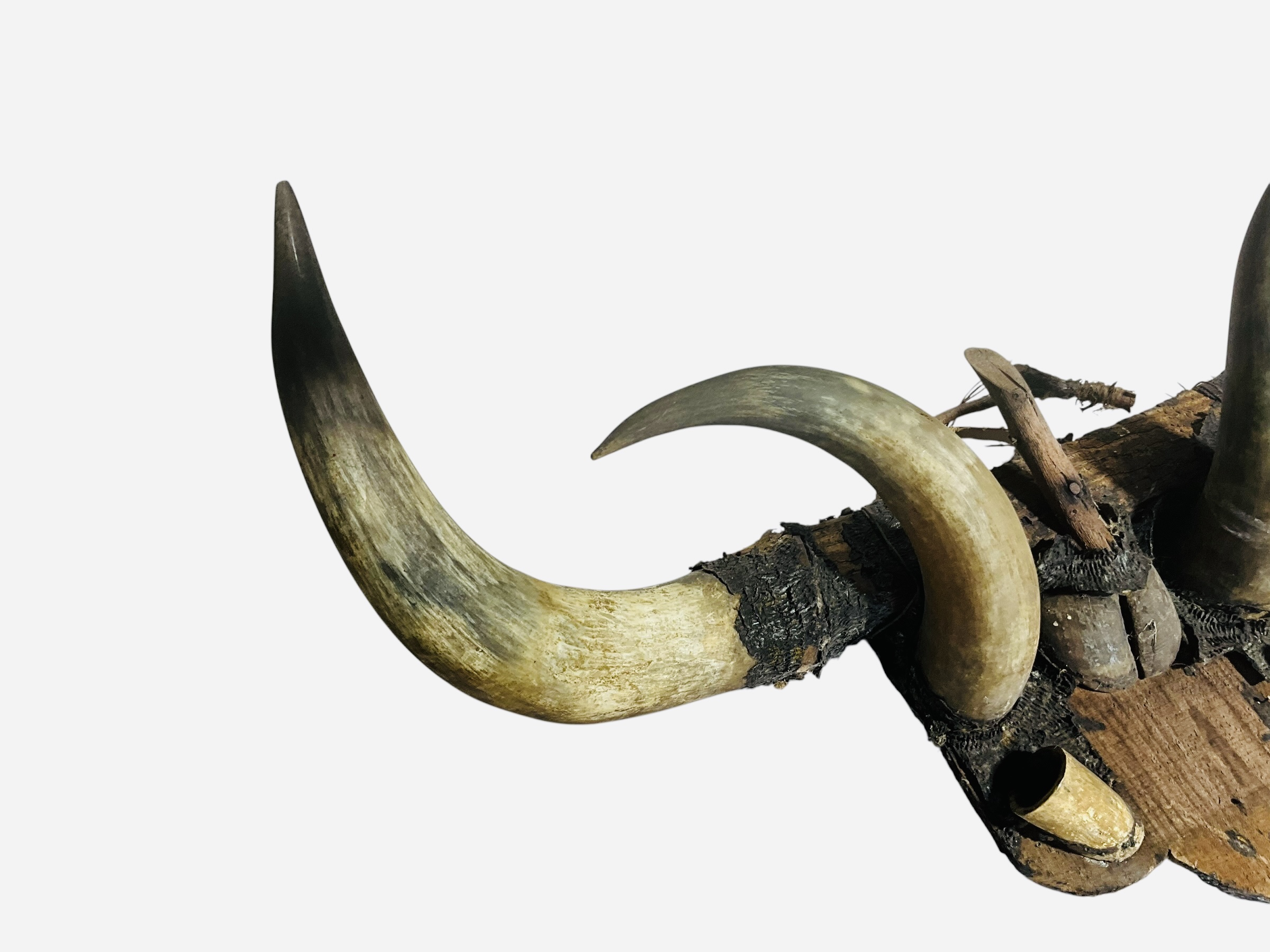 Primitive Bull Horn Wall Mount