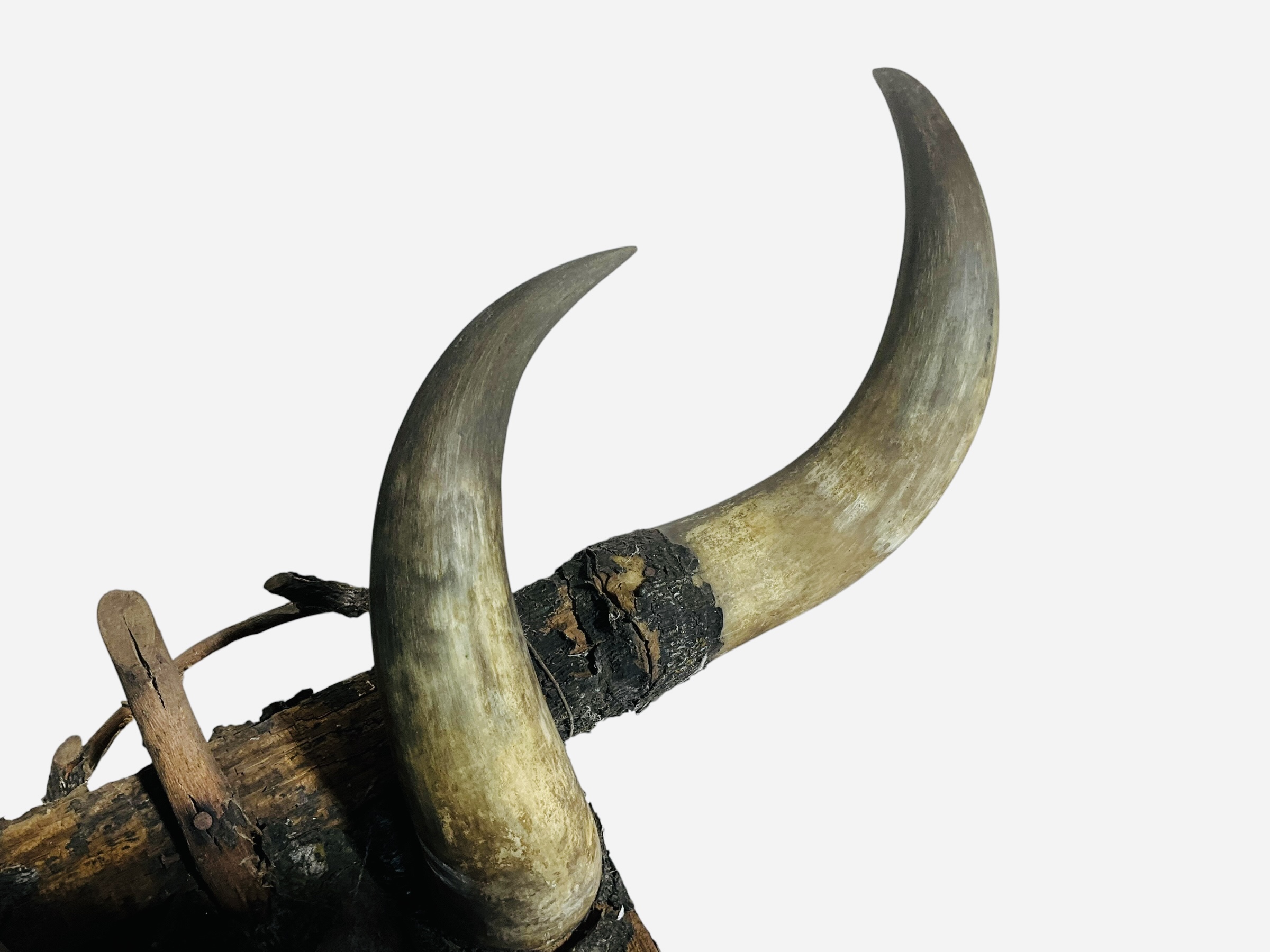 Primitive Bull Horn Wall Mount