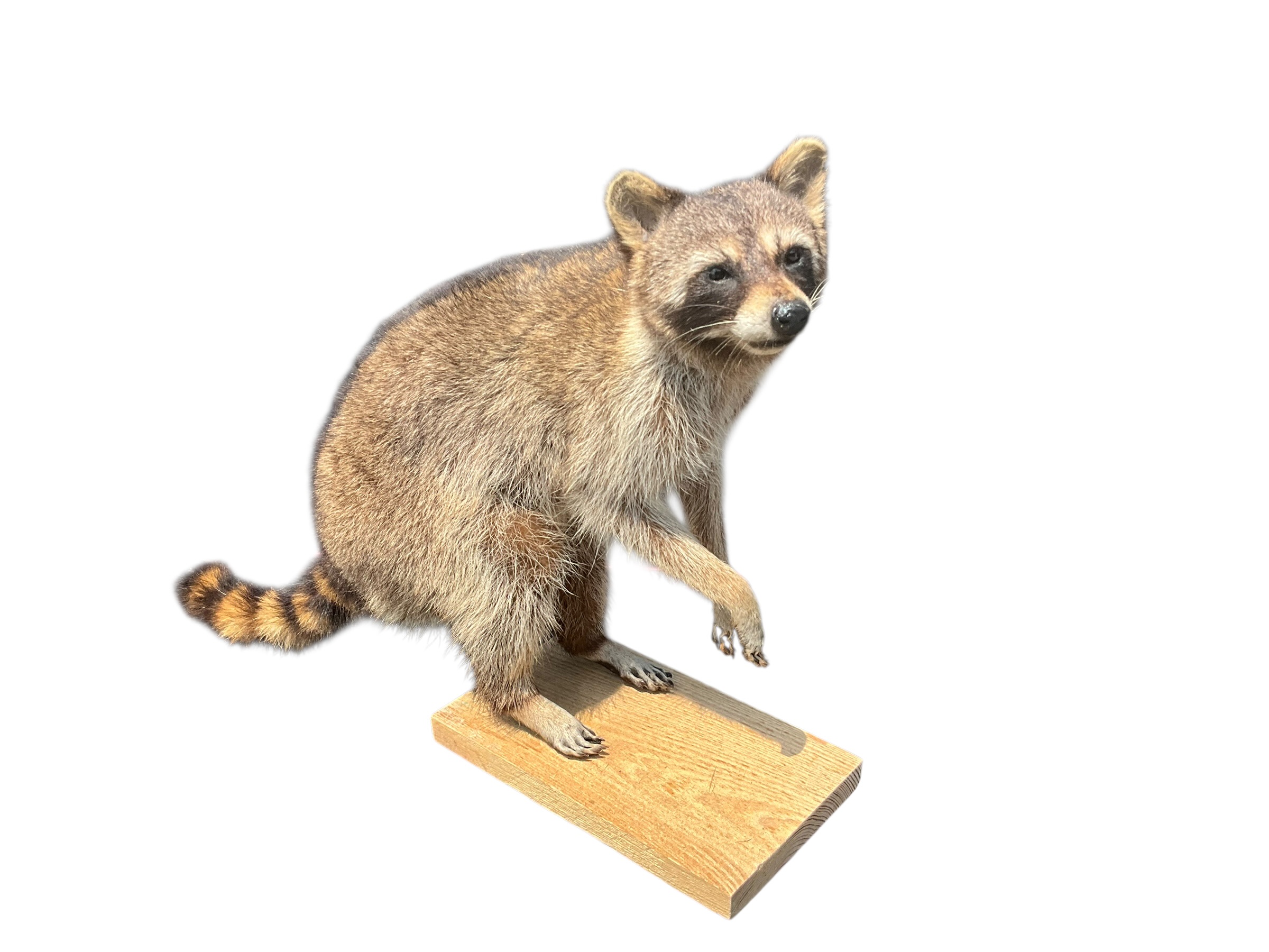 Awesome Full Body Mount Stuffed Raccoon Taxidermy