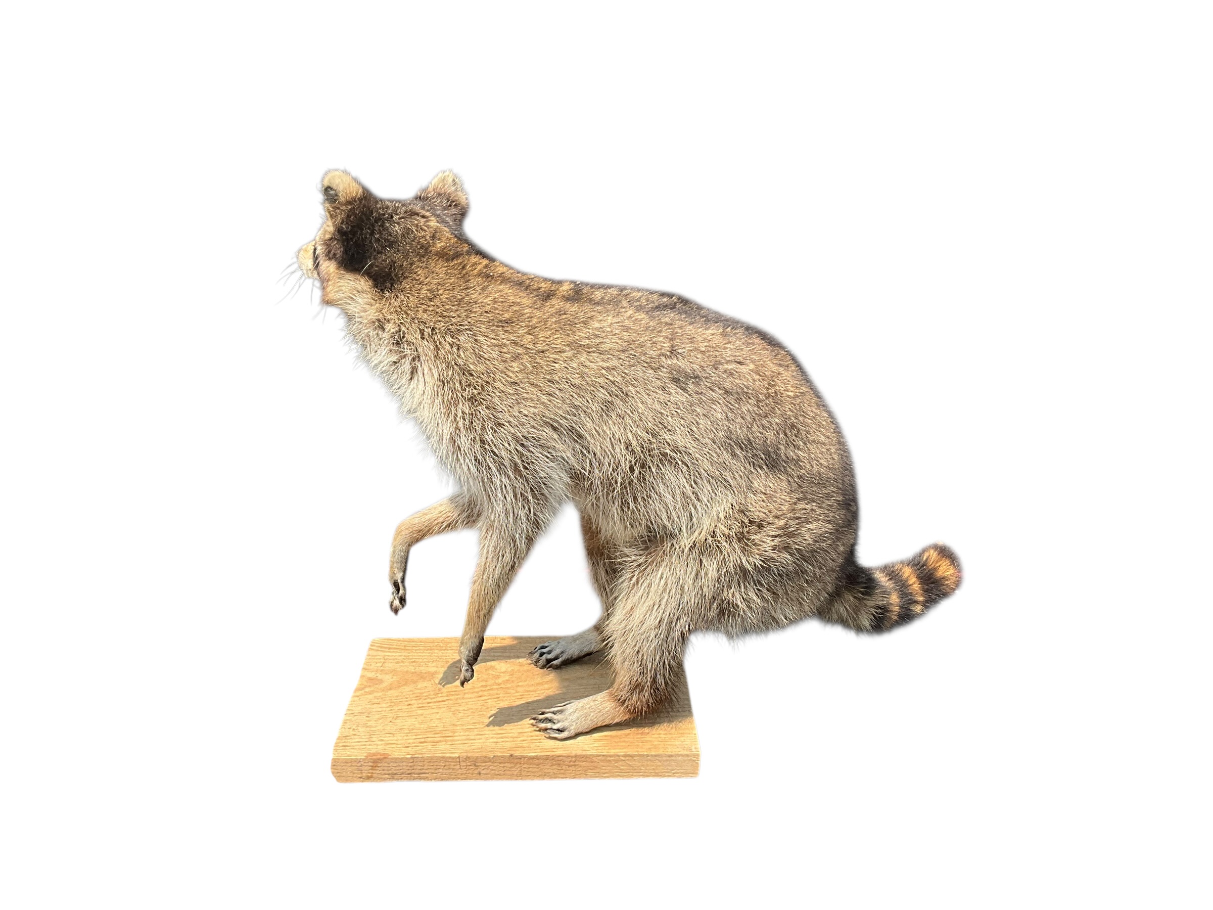 Awesome Full Body Mount Stuffed Raccoon Taxidermy