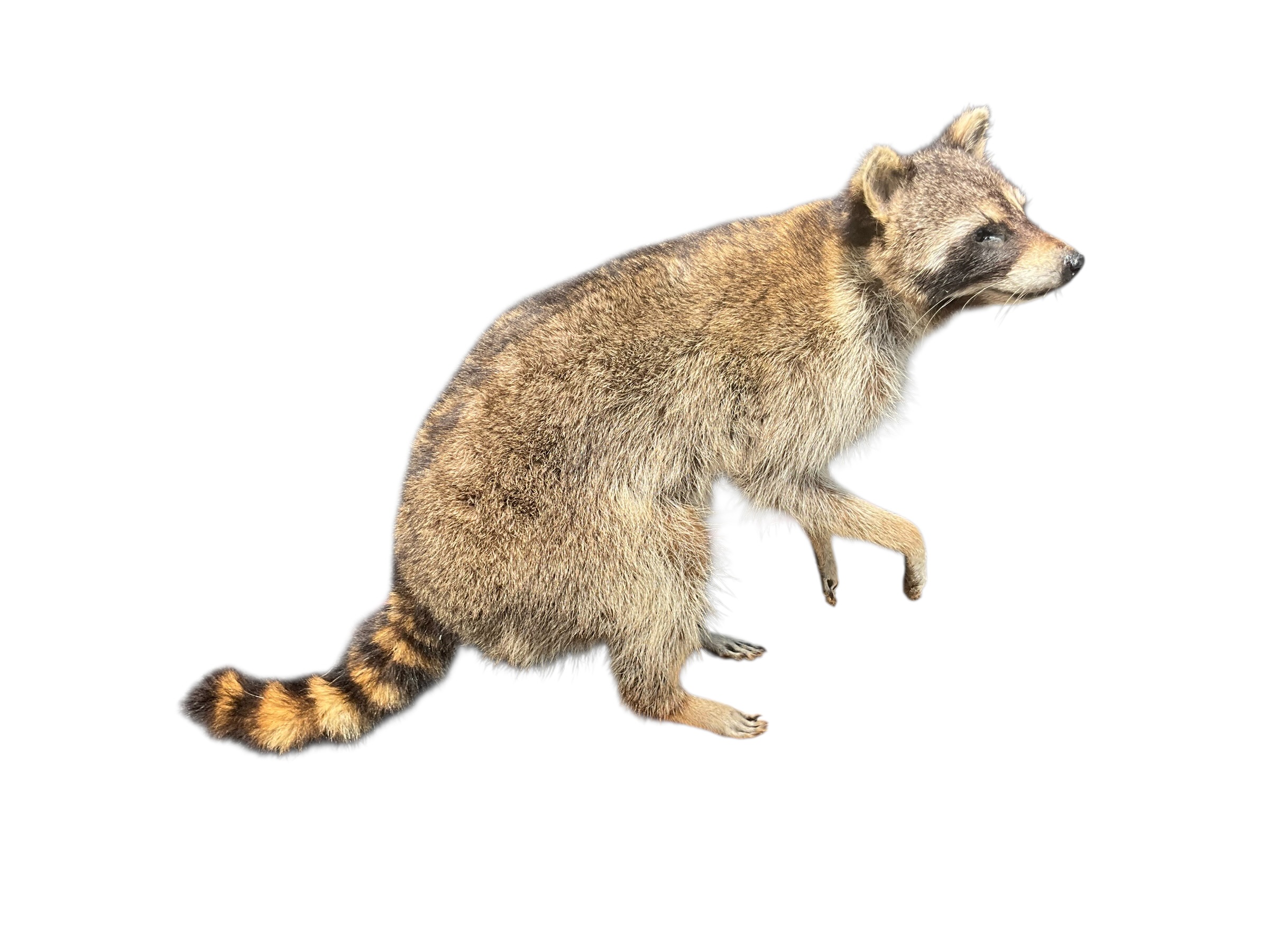 Awesome Full Body Mount Stuffed Raccoon Taxidermy