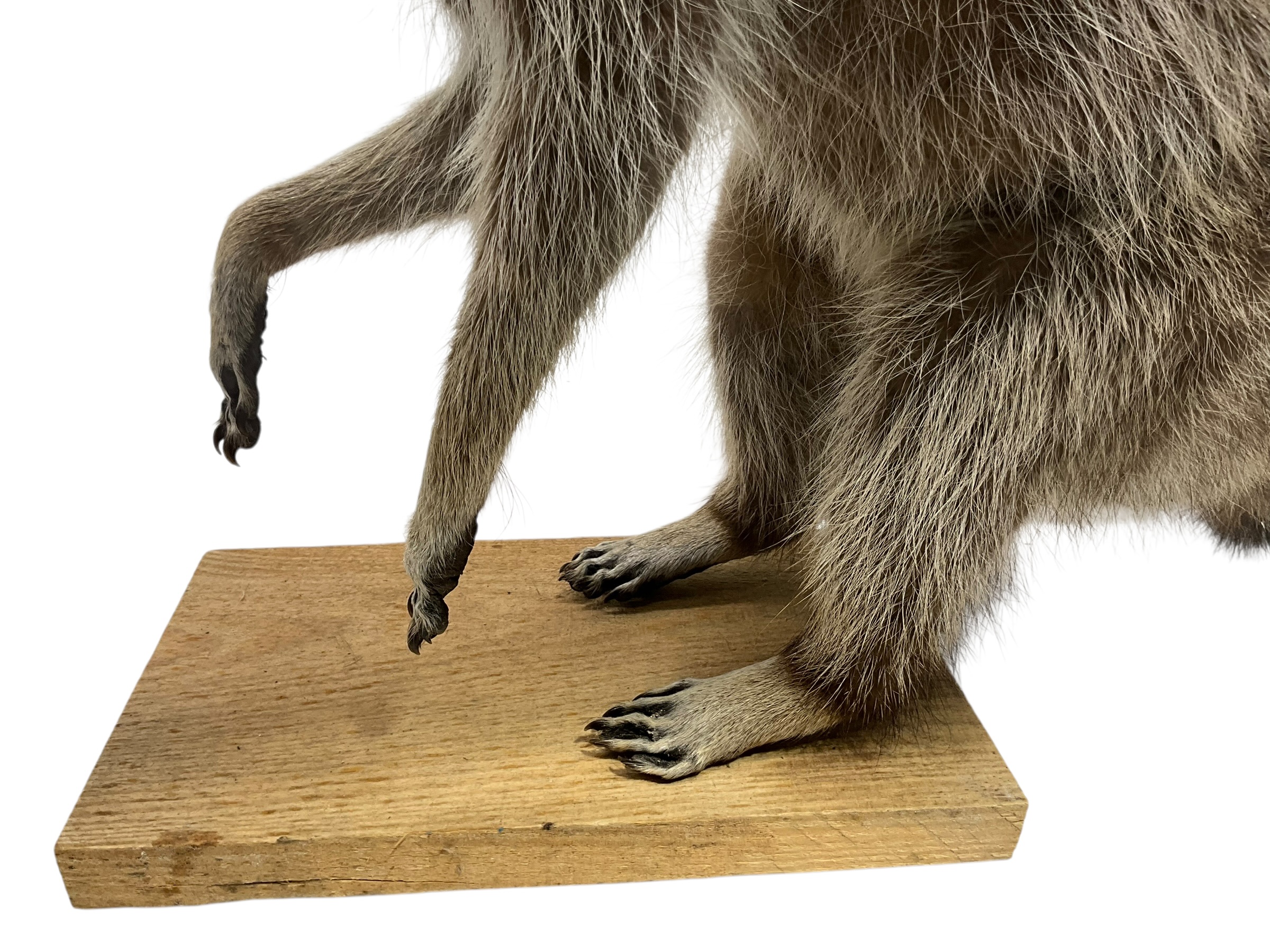 Awesome Full Body Mount Stuffed Raccoon Taxidermy