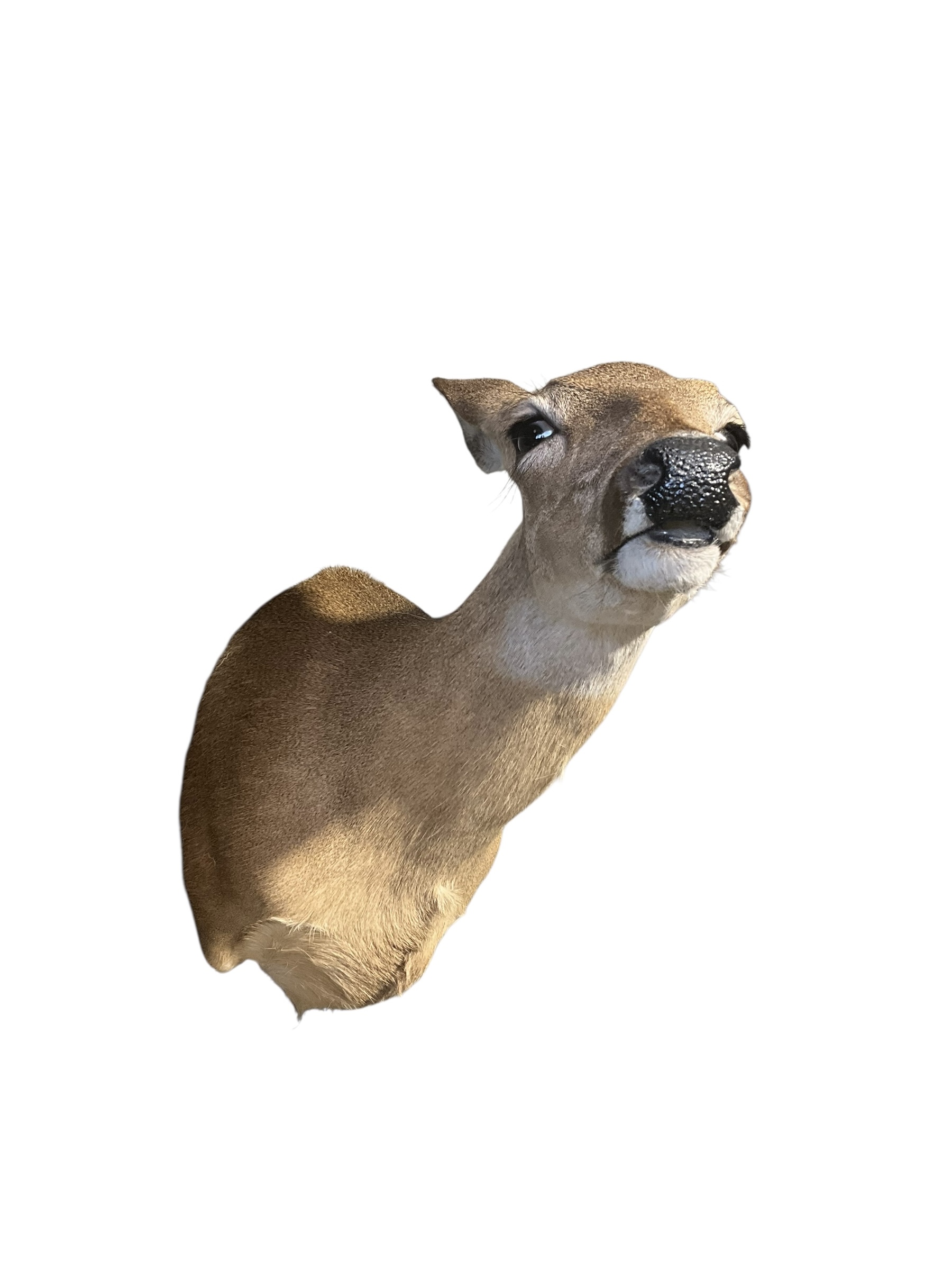 Taxidermy Deer Doe Shoulder Mount