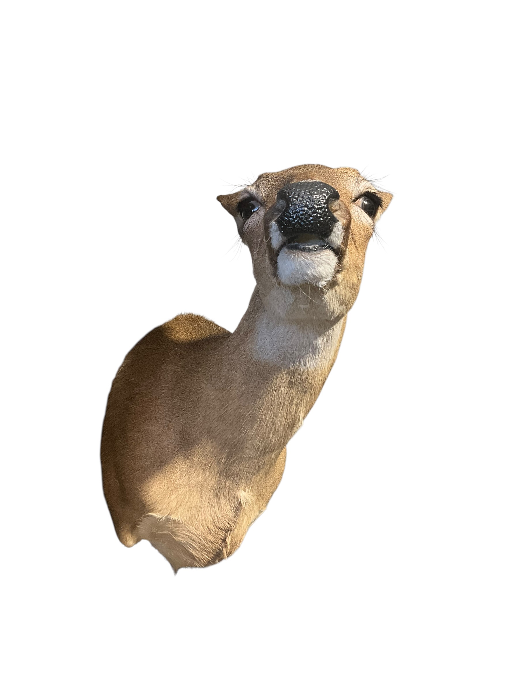 Taxidermy Deer Doe Shoulder Mount