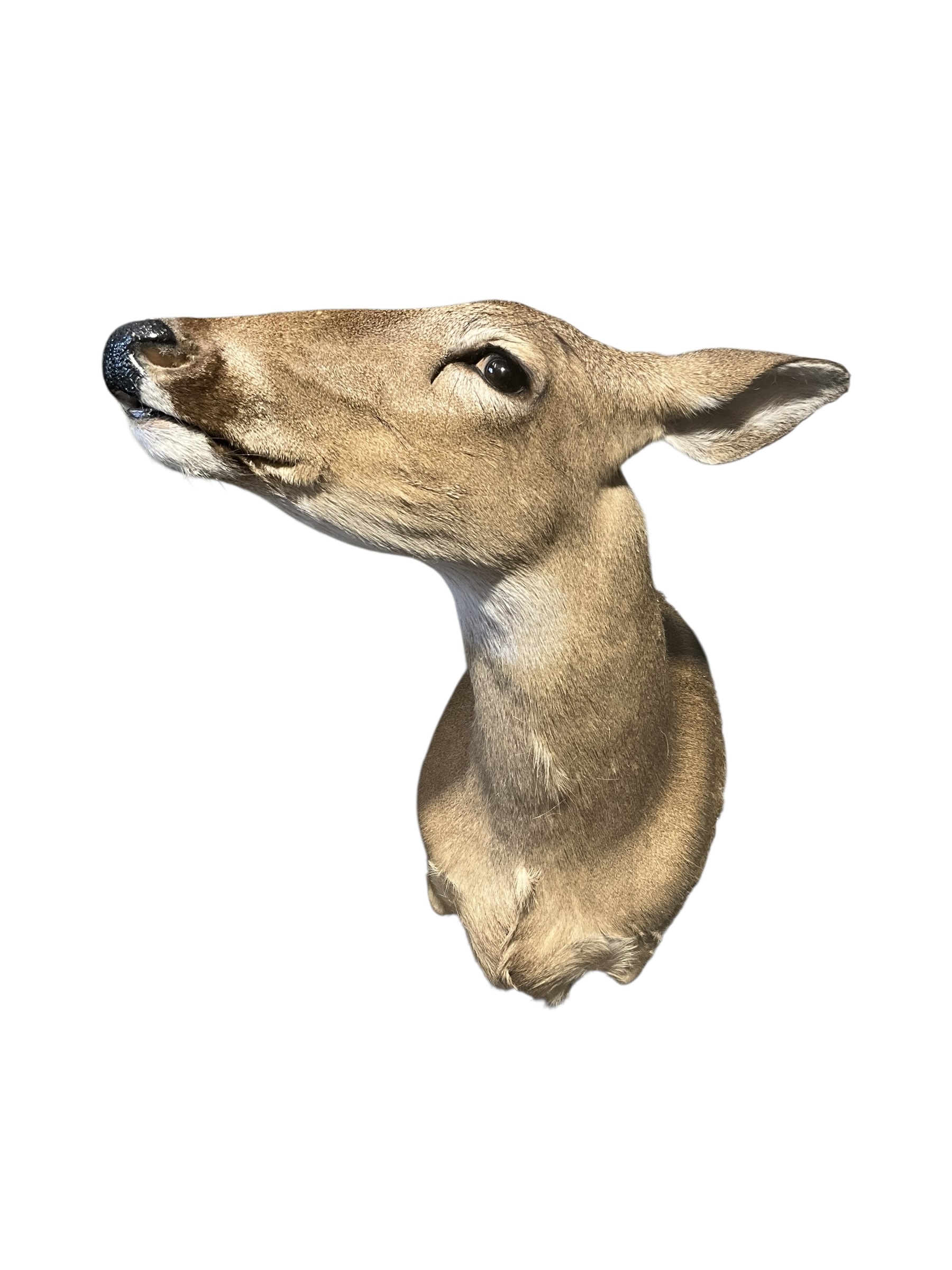 Taxidermy Deer Doe Shoulder Mount