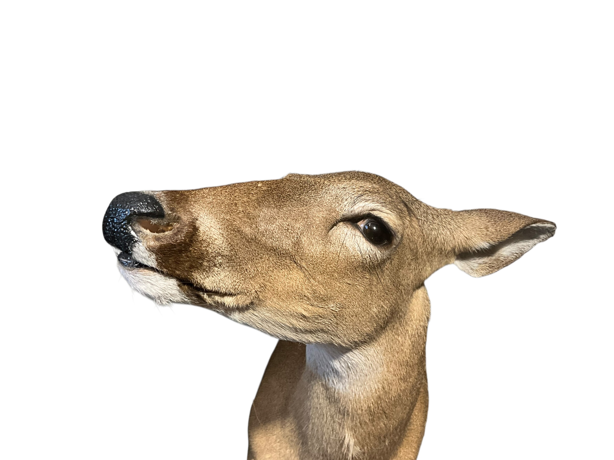 Taxidermy Deer Doe Shoulder Mount