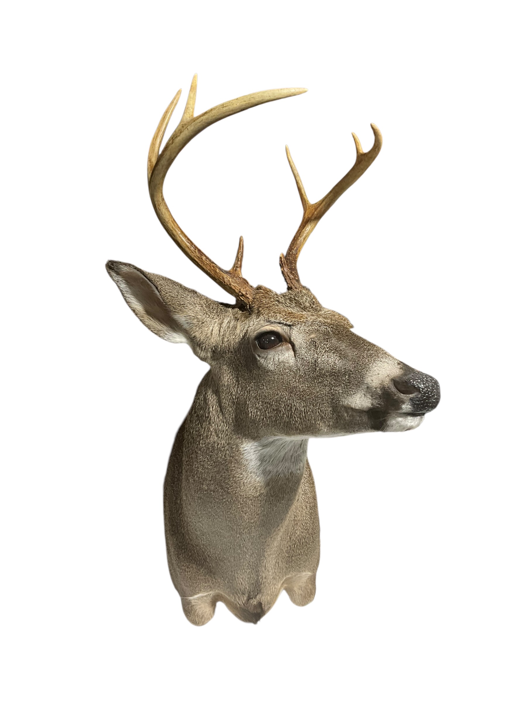 Taxidermy Buck Deer Shoulder Mount