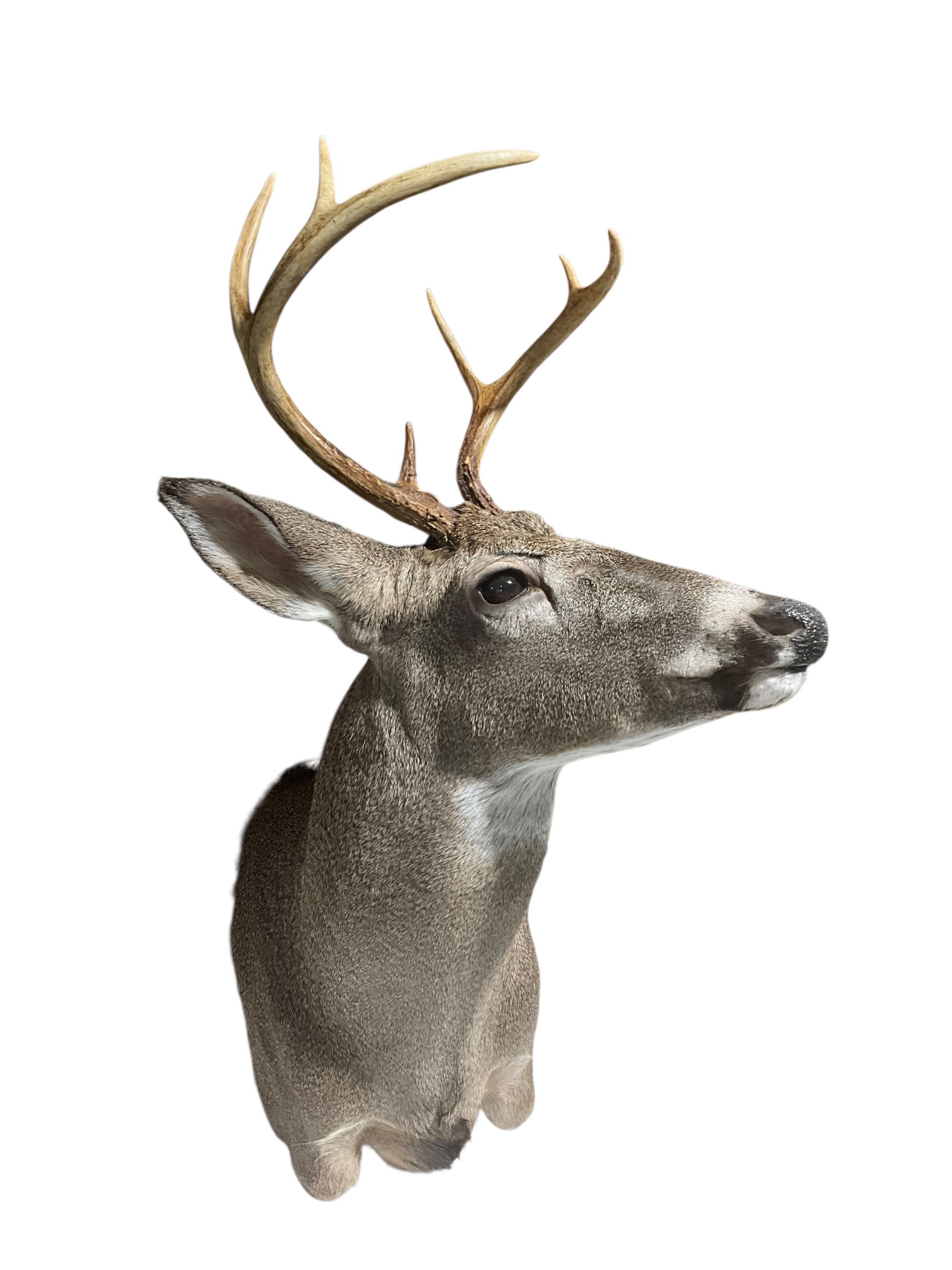 Taxidermy Buck Deer Shoulder Mount