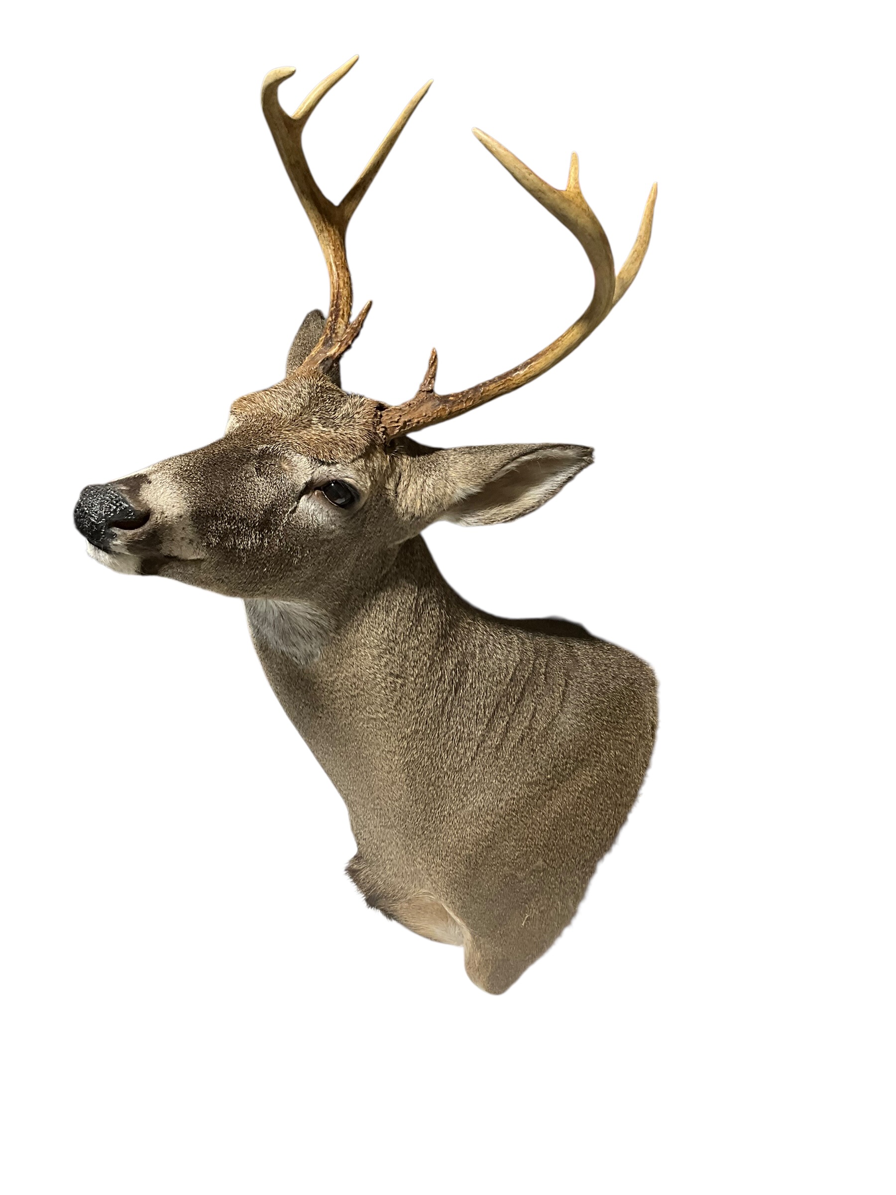 Taxidermy Buck Deer Shoulder Mount