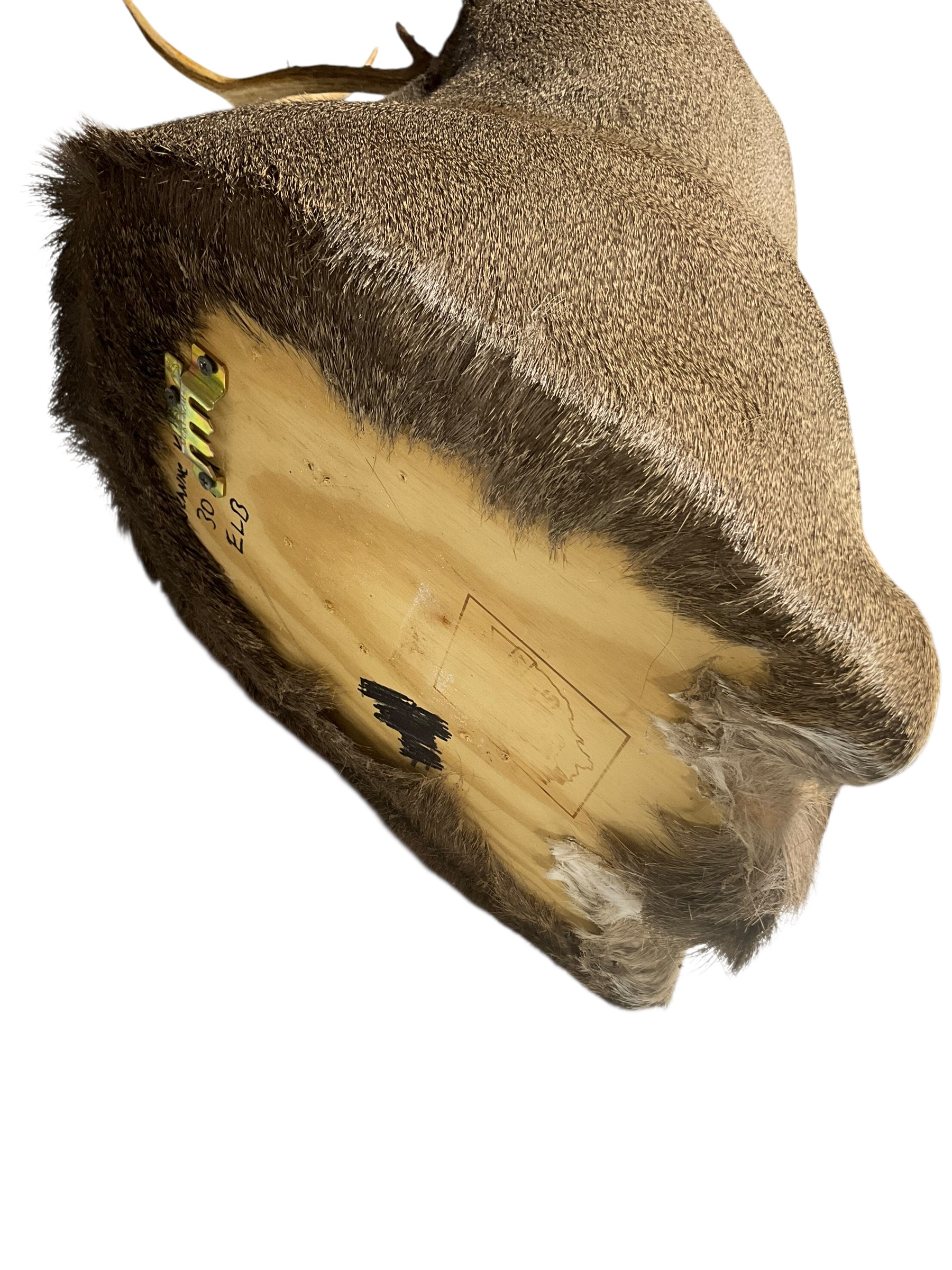 Taxidermy Buck Deer Shoulder Mount