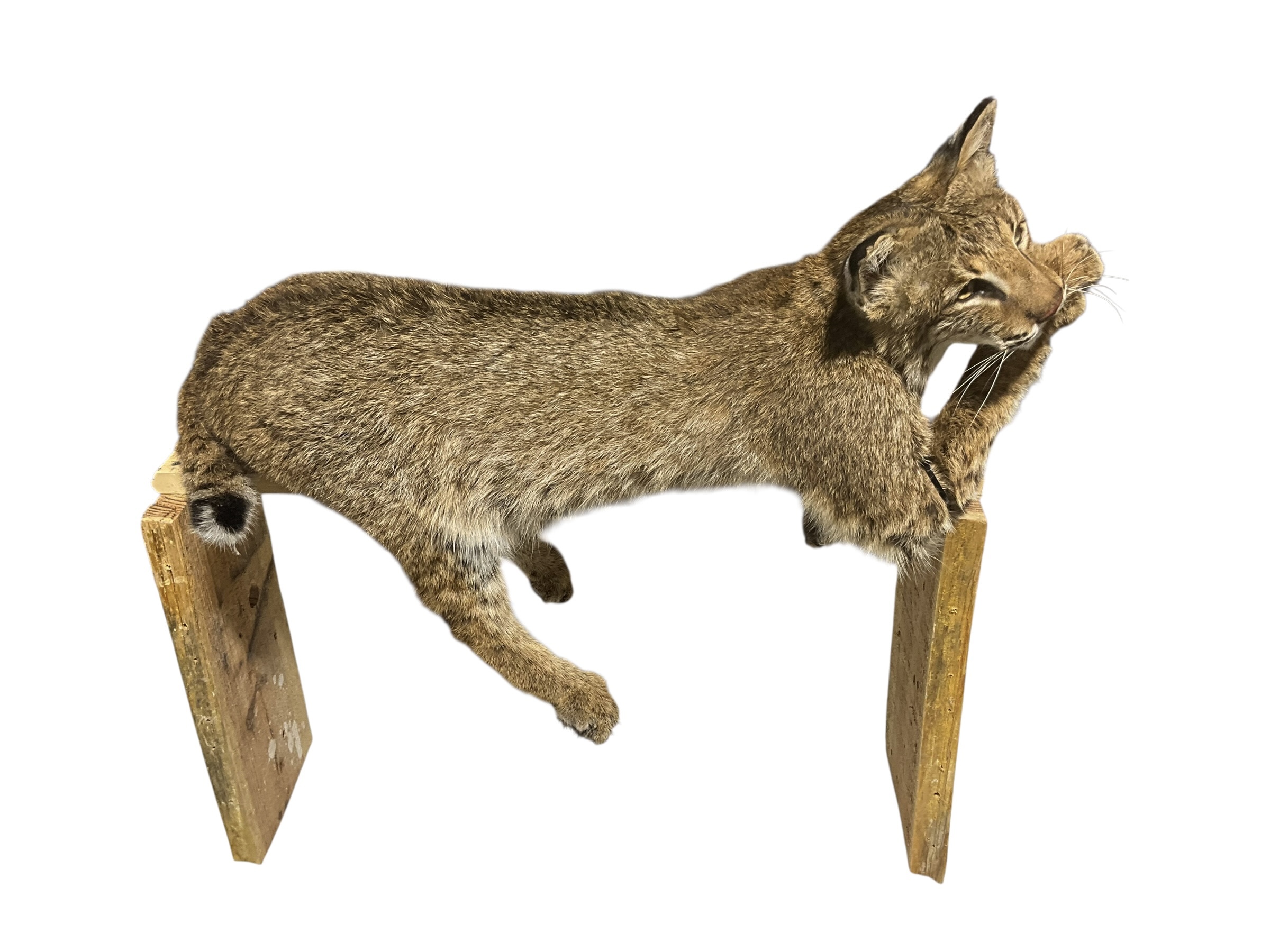 Taxidermy Mount Bobcat