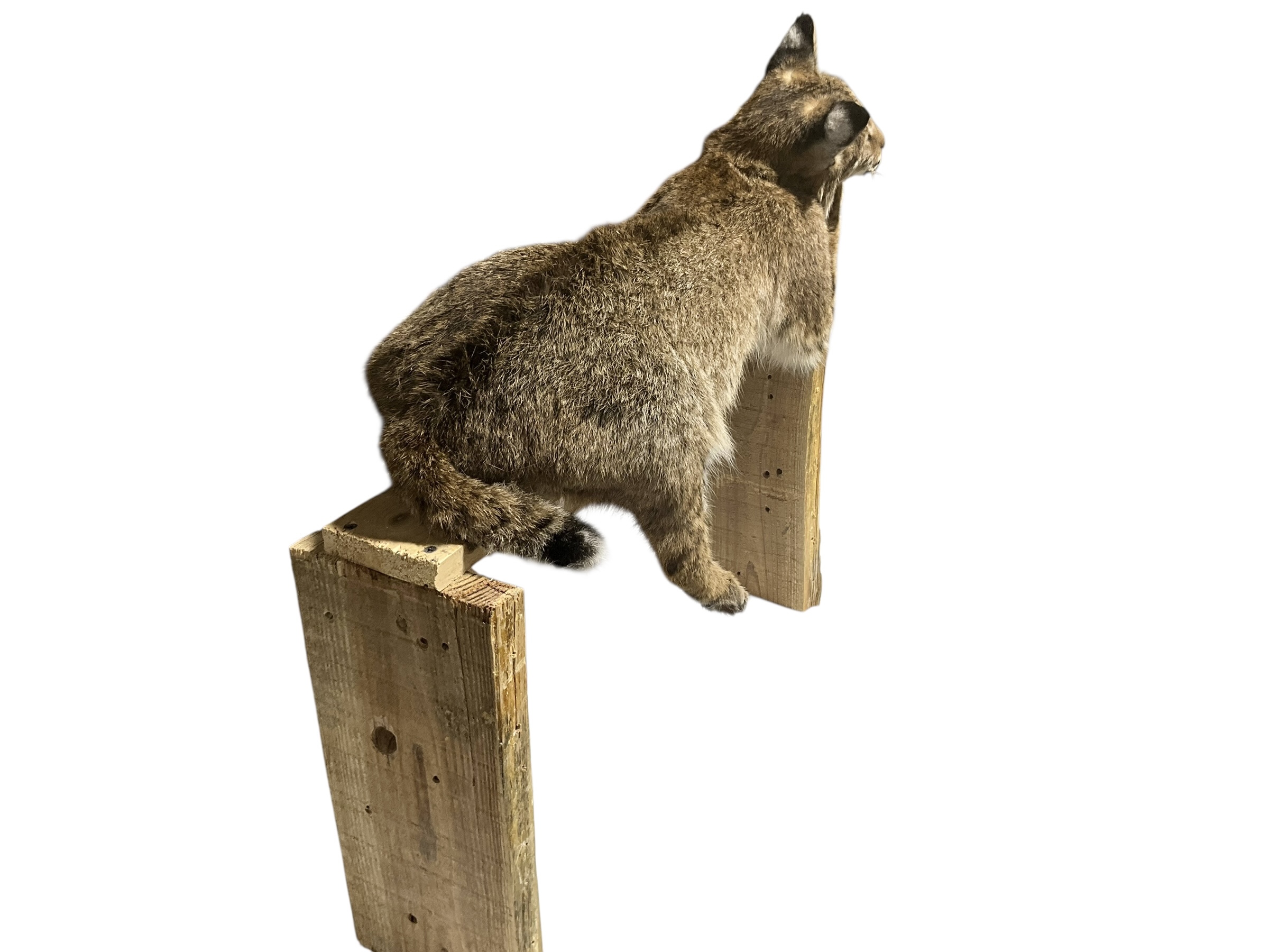 Taxidermy Mount Bobcat