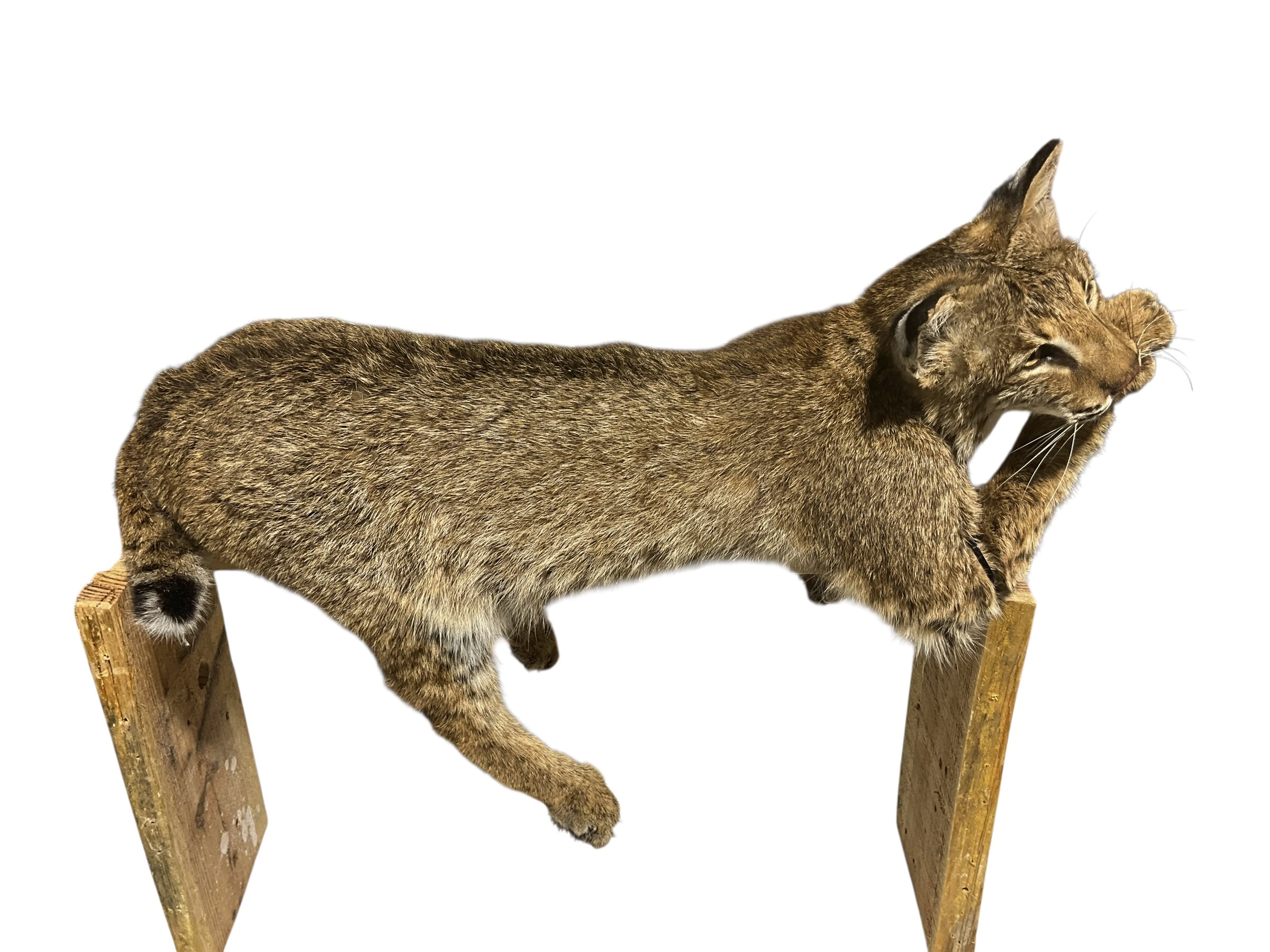 Taxidermy Mount Bobcat